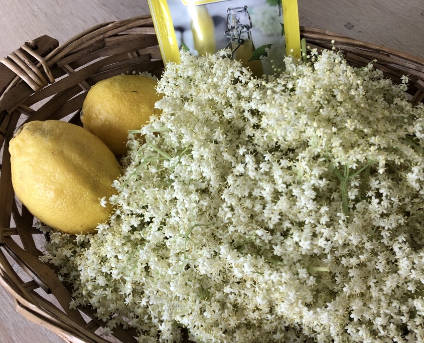 Hyldeblomst